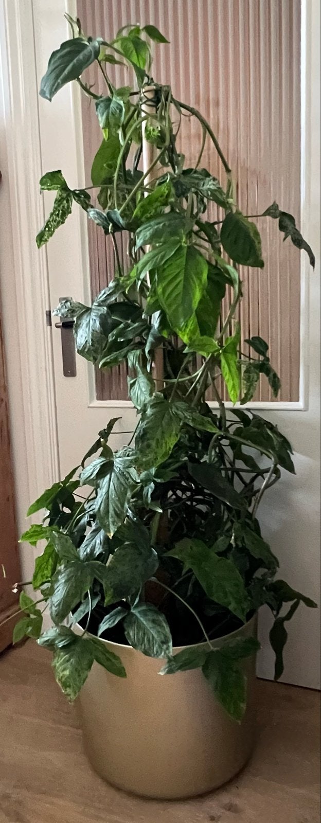 Grote Syngonium plant in gouden pot, Ophalen, Vaste plant, Bloeit niet, Halfschaduw