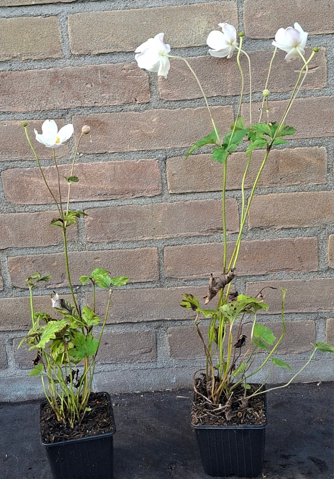 Herfstanemoon wit Anemone hybrida Honorine Jobert, Ophalen, Vaste plant, Overige soorten, Volle zon