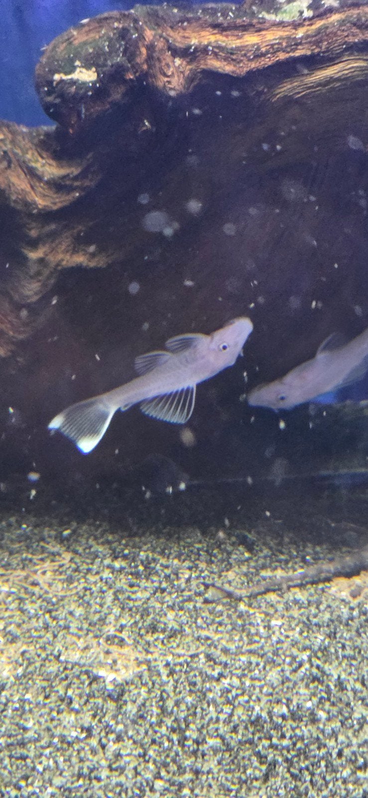 Ancistrus l144 snow white shortfin, Dieren en Toebehoren, Vis