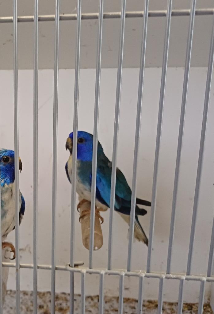 Splendid parkiet, Dieren en Toebehoren, Vogels | Parkieten en Papegaaien, Mannelijk, Parkiet, Geringd