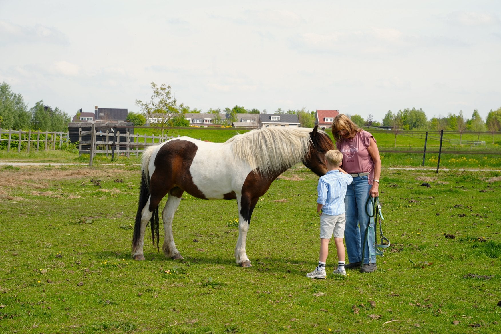 Paardencoaching met IJslandse paarden in Zuid-Holland, Loopbaanadvies of -begeleiding
