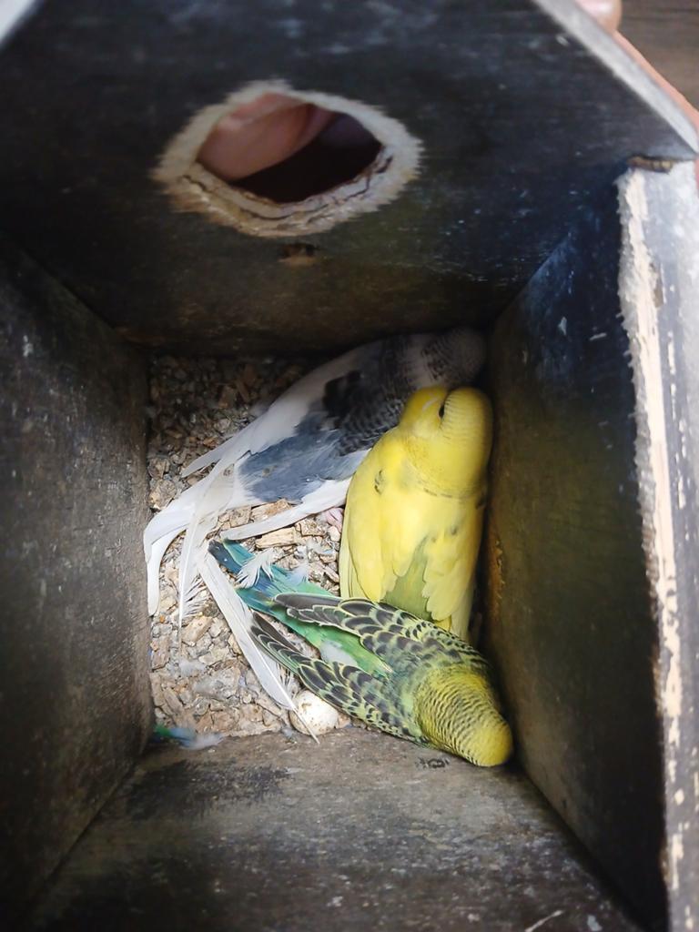 Te koop. Jonge grasparkieten, Meerdere dieren, Parkiet, Tam