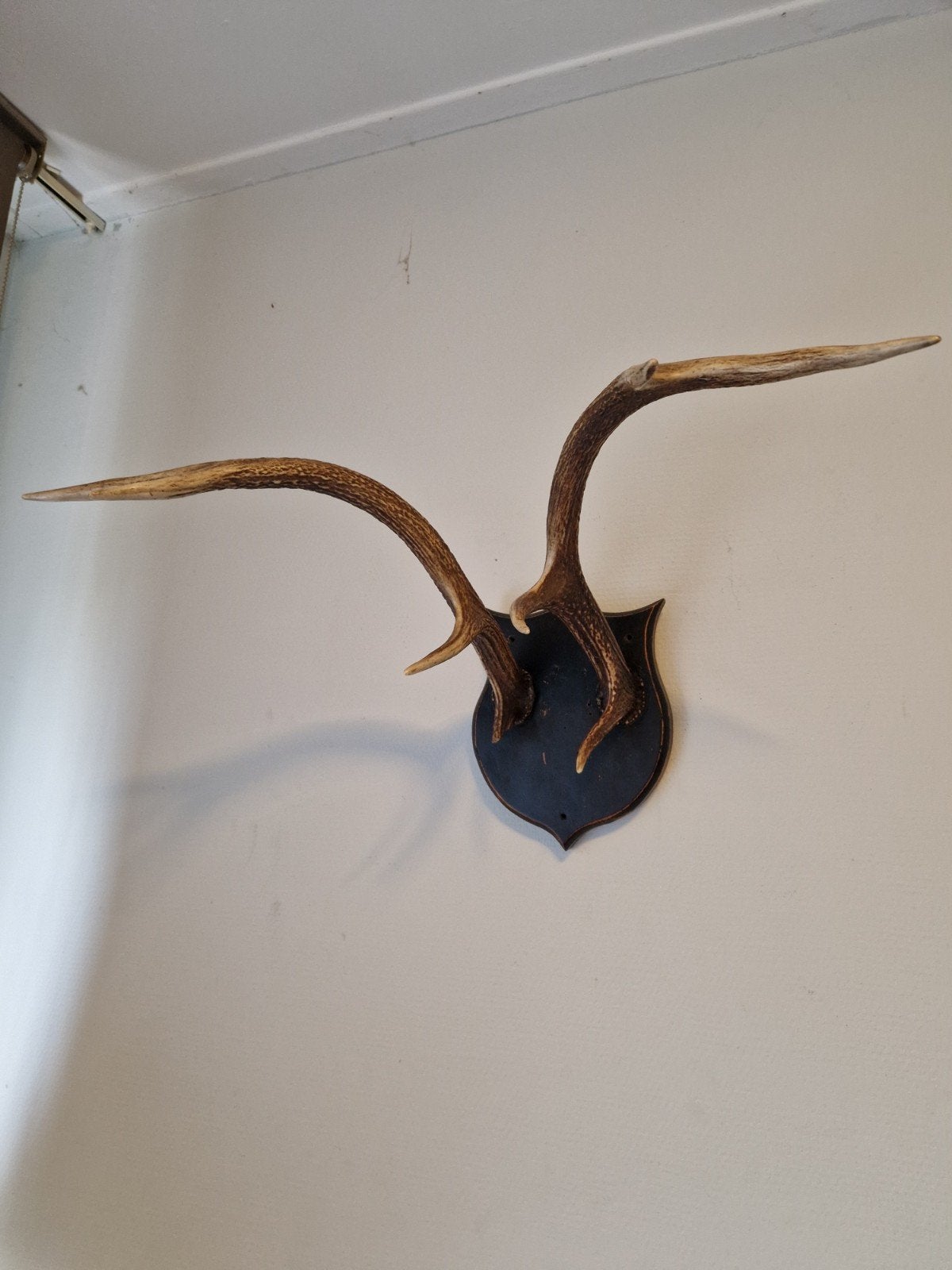 Vintage trophy hoorns op een houten standaard, Verzamelen, Ophalen, Gebruikt, Beeldje of Figuurtje