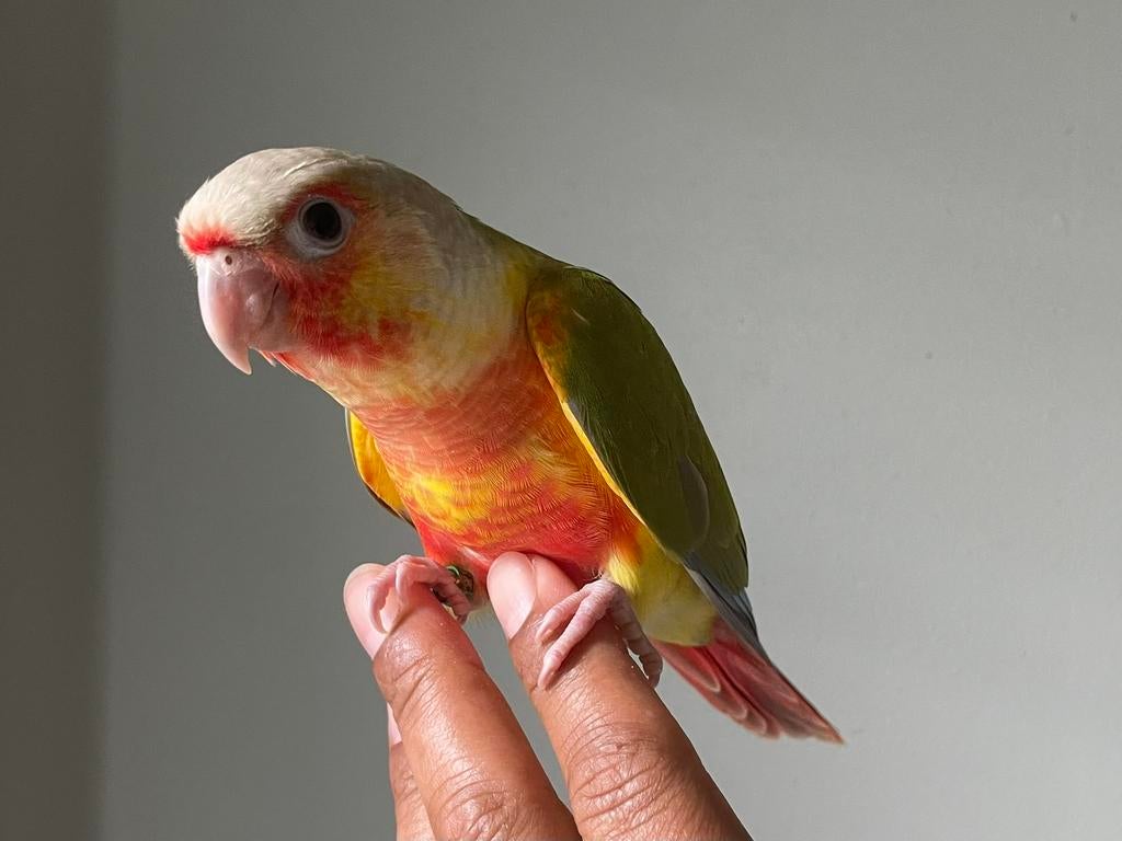 Jongen Pyrrhura, Dieren en Toebehoren, Vogels | Parkieten en Papegaaien, Geslacht onbekend, Parkiet, Geringd