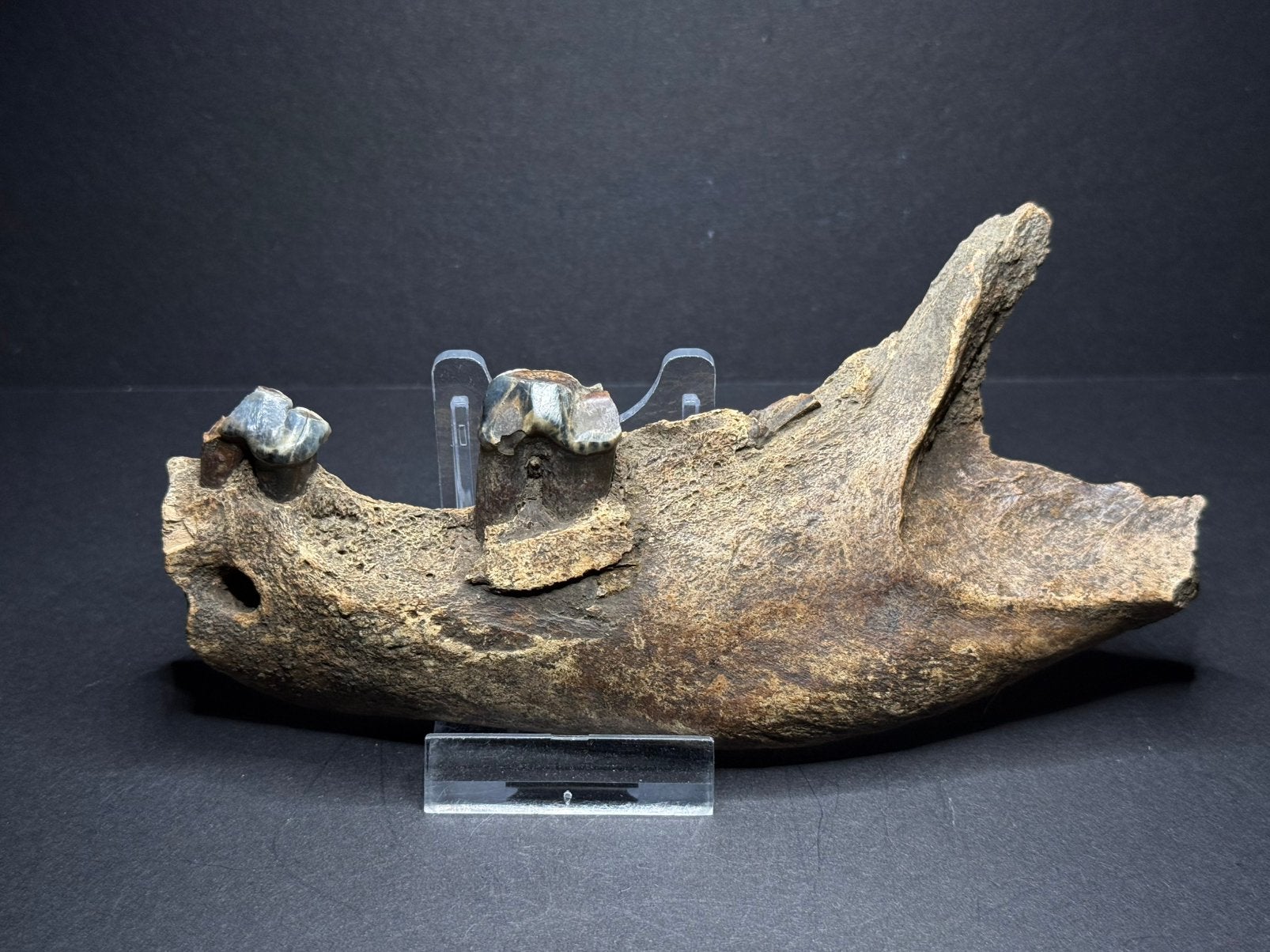 Onderkaak grottenhyena Rusland, Verzamelen, Mineralen en Fossielen, Ophalen of Verzenden, Fossiel