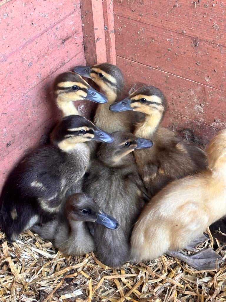 Loopeendjes, Dieren en Toebehoren, Pluimvee, Meerdere dieren, Kip