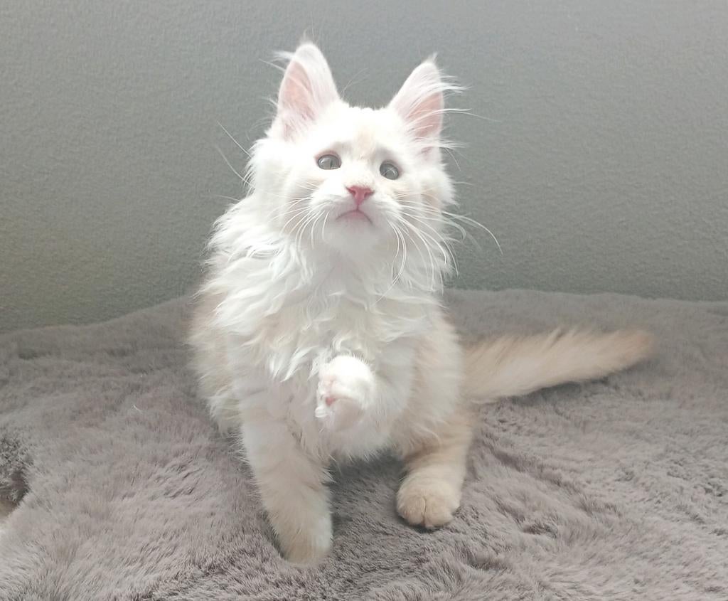 🩷 Prachtige mainecoon  kittens  nog 3  beschikbaar, Meerdere dieren, Ontwormd