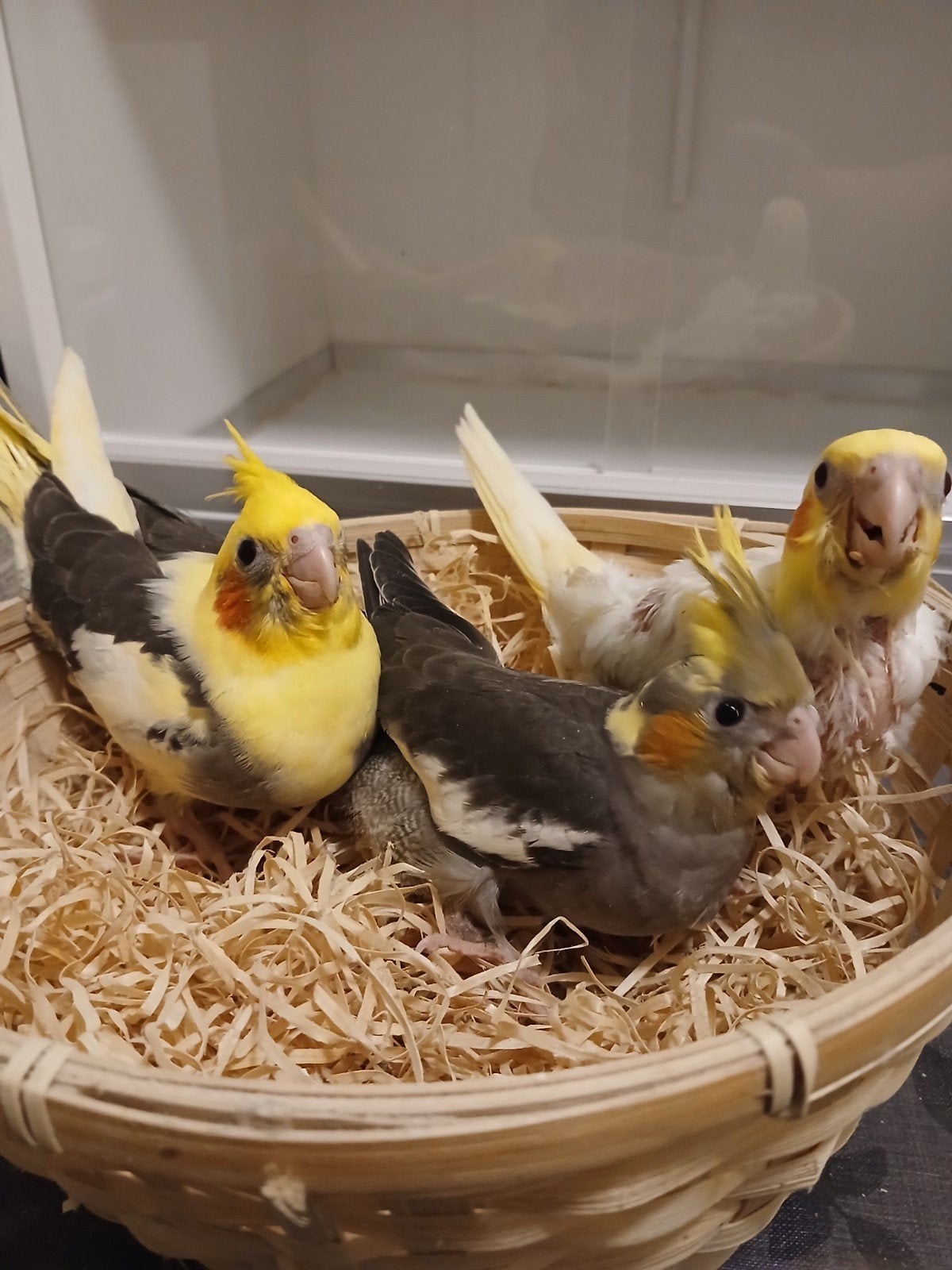 handtamme valkparkieten 2026 Limburg België, Dieren en Toebehoren, Vogels | Parkieten en Papegaaien, Meerdere dieren, Parkiet