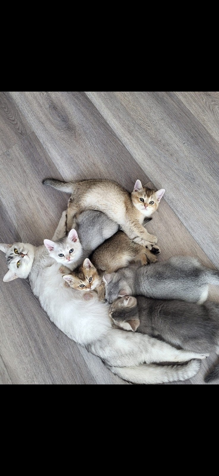 100% Britse Korthaar kittens Golden & Silver Shaded 850 €, Meerdere dieren, Met stamboom
