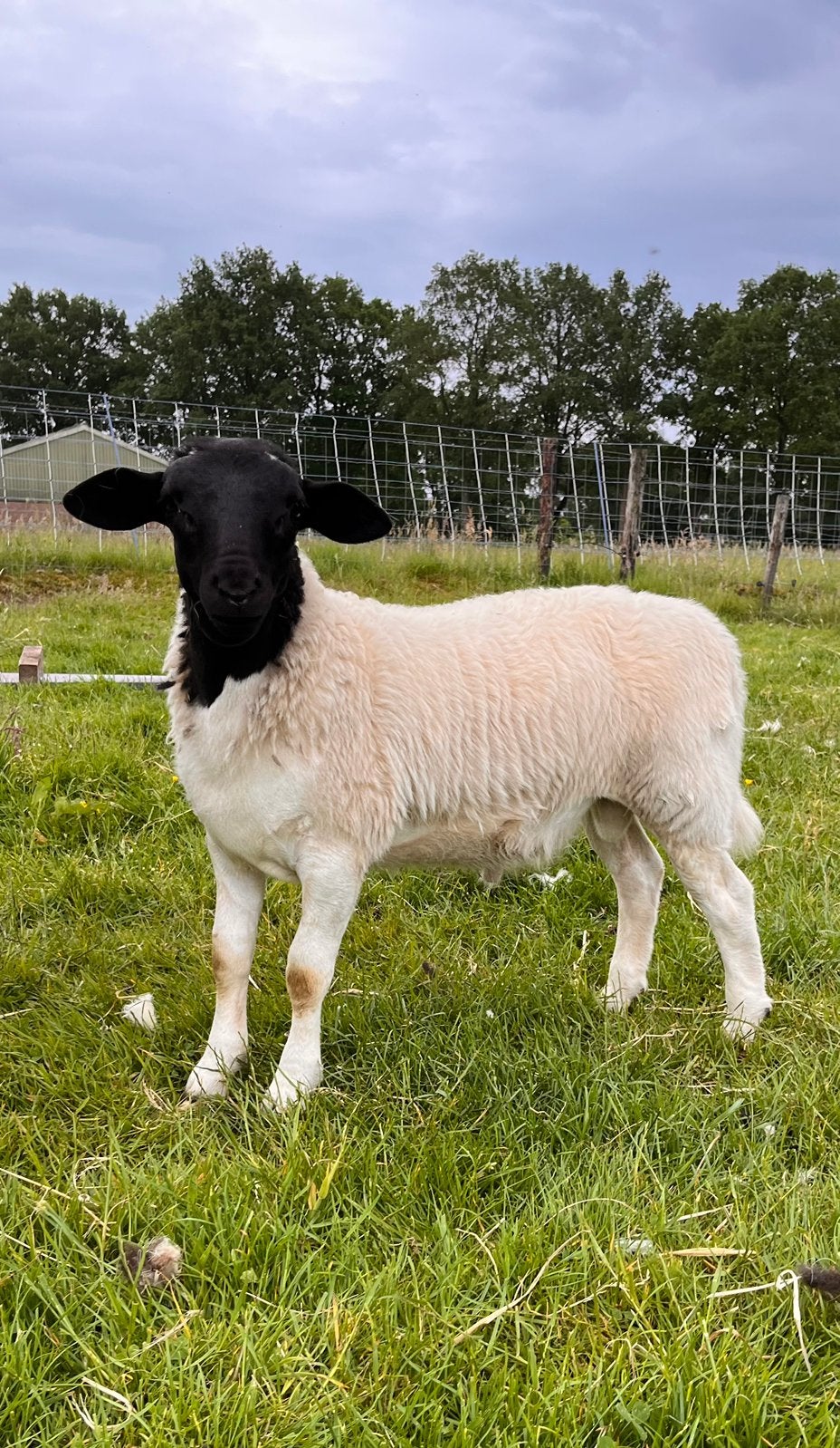 Raszuivere dorper ramlammeren, Mannelijk, Schaap, 0 tot 2 jaar