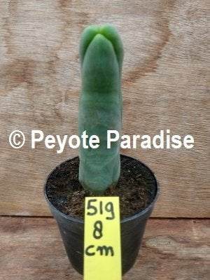 DE PENIS CACTUS IS DE ECHTE PENIS PLANT !, Huis en Inrichting, 200 cm of meer, Ophalen of Verzenden, In pot, Cactus