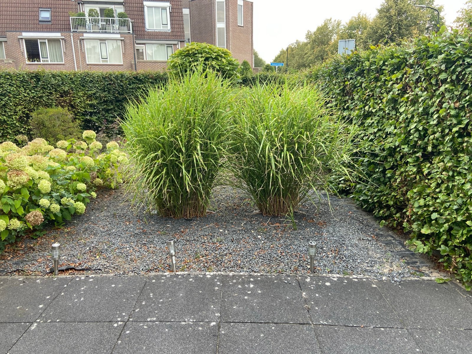 Siergras voor tuin of border, Tuin en Terras, Ophalen, Volle zon, Vaste plant, Siergrassen