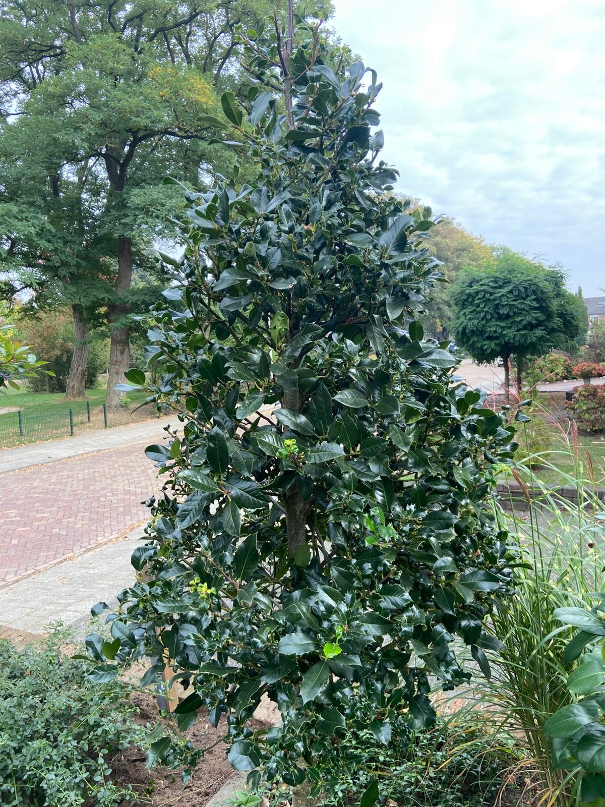 Hulst, Overige soorten, Lente, 100 tot 250 cm, Ophalen