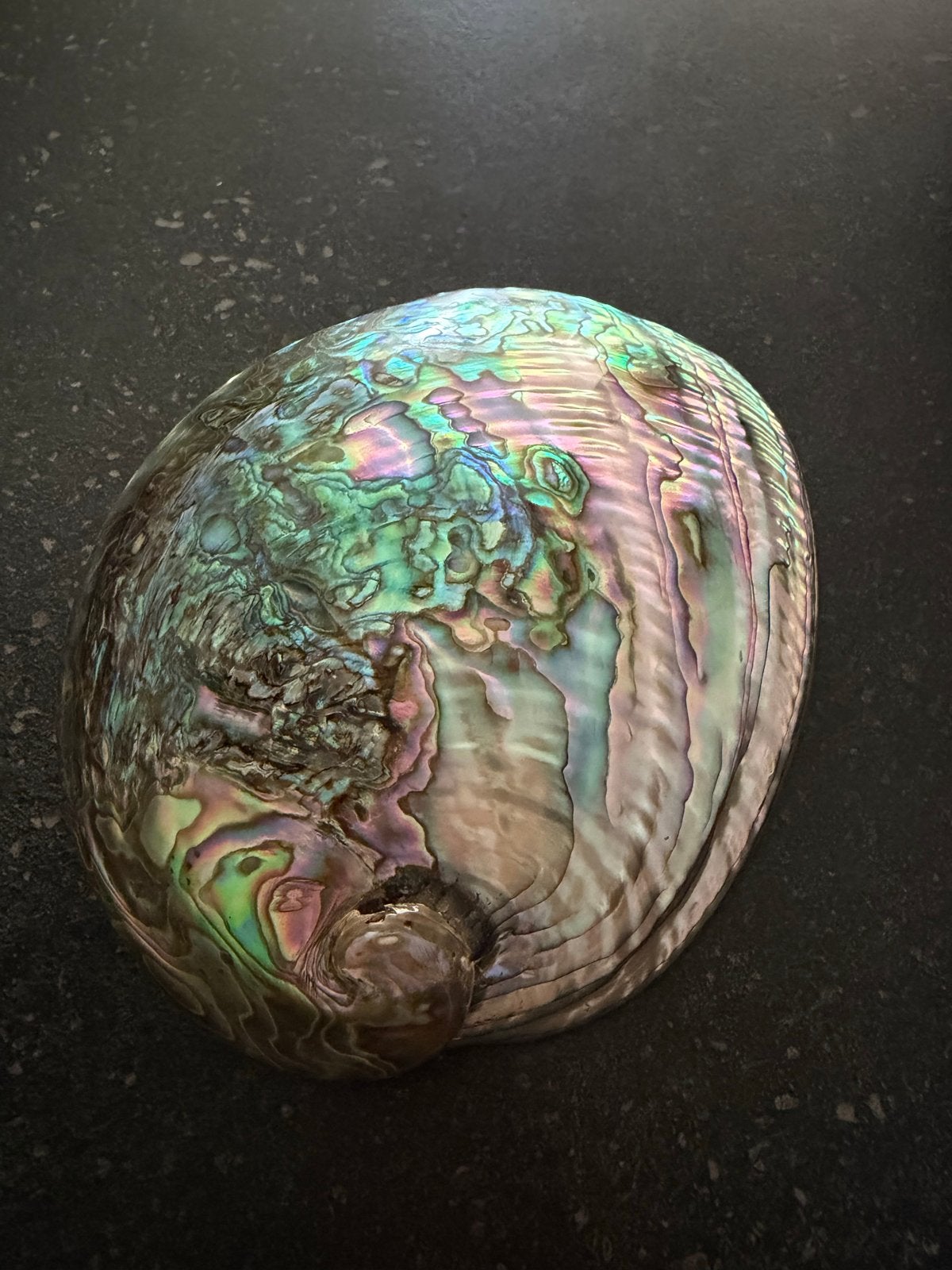 Prachtige Abalone Schelp / Zeeoor - Decoratief en Uniek, Verzamelen, Ophalen of Verzenden, Zo goed als nieuw