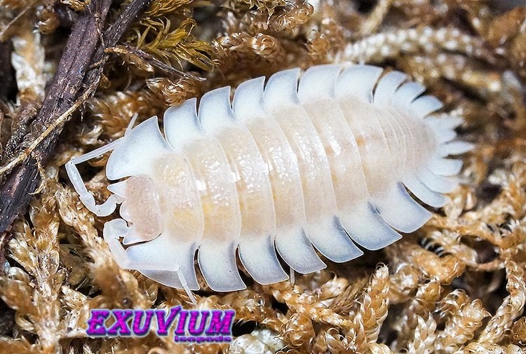 Trachelipus trilobatus Crystal isopods / pissebedden, Dieren en Toebehoren, Overige soorten
