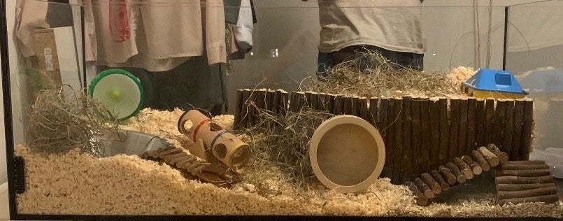 Hamsterverblijf, ideaal voor hamsterscaping, Dieren en Toebehoren, Knaagdieren en Konijnen | Hokken en Kooien, Gebruikt, 75 tot 110 cm