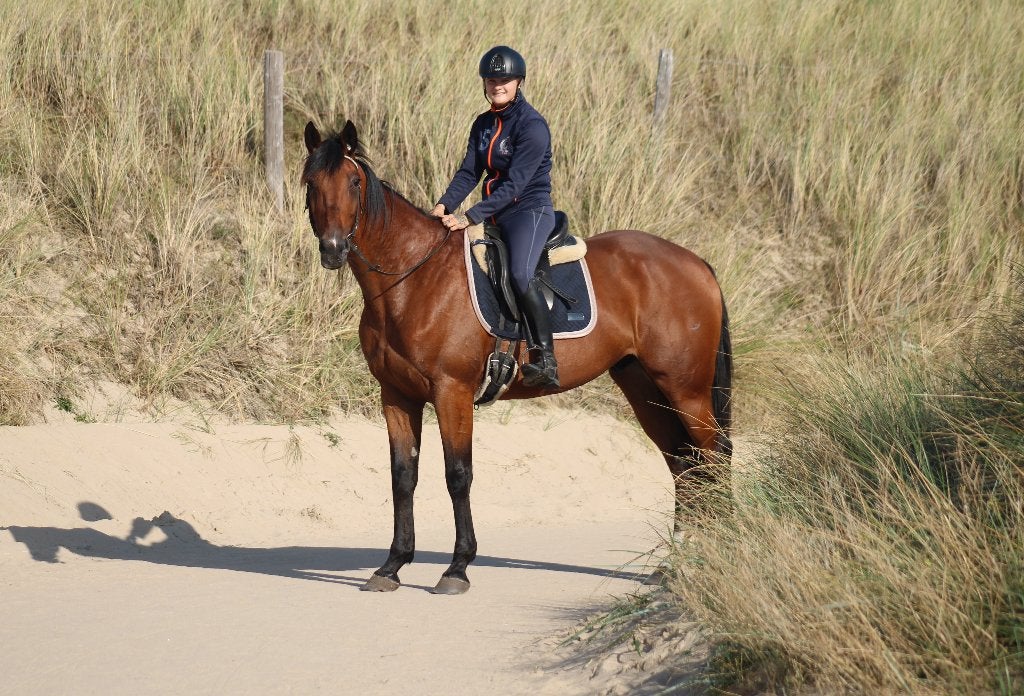 stoere en fitte 5 jarige draver ruin, Met stamboom, Ruin, 3 tot 6 jaar, 160 tot 165 cm