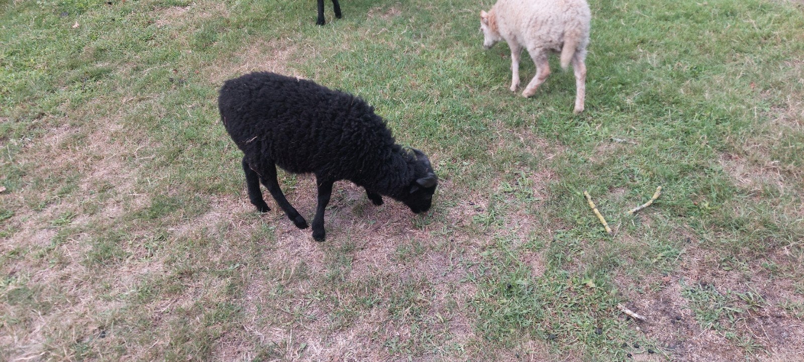 Bruine ouessant ram geboren 27 mei, Mannelijk, Schaap, 0 tot 2 jaar