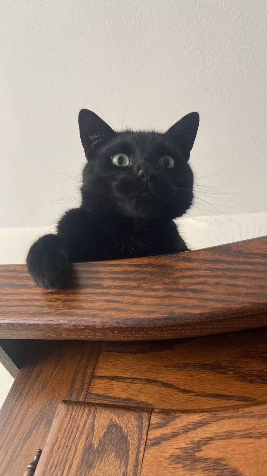 Zwarte kater, Kater