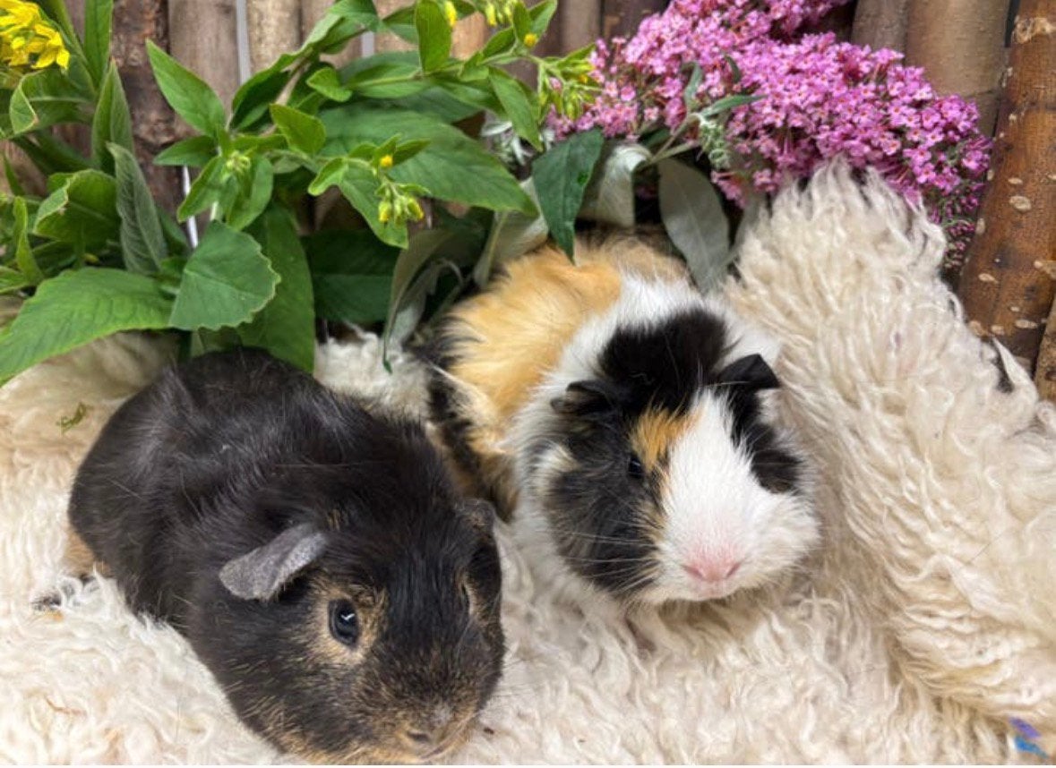 Super lief cavia koppel ( met zorg gematcht), Cavia, April, Mannelijk, Tam
