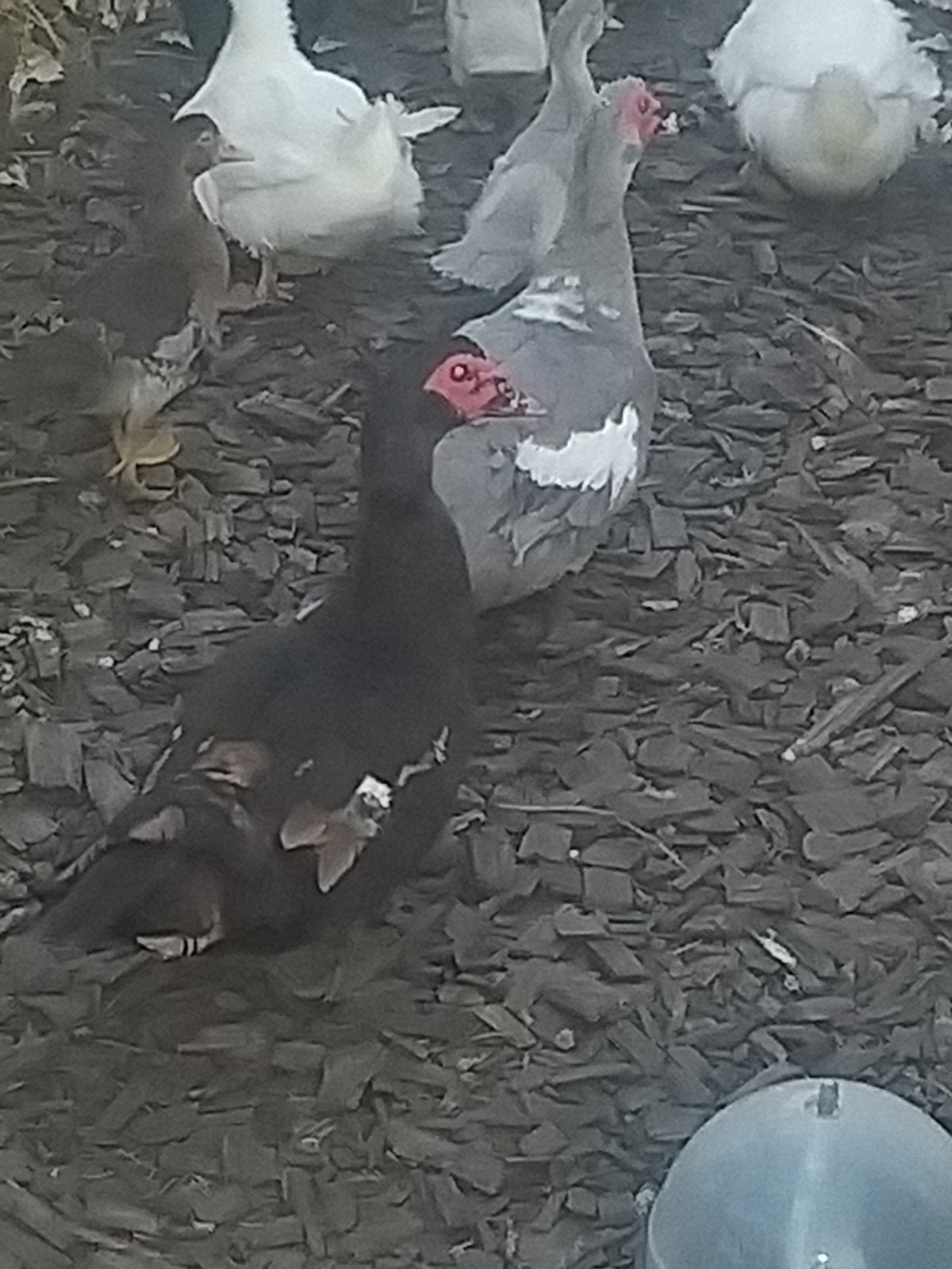 muskus eenden,kaapse eenden, Dieren en Toebehoren, Pluimvee, Meerdere dieren