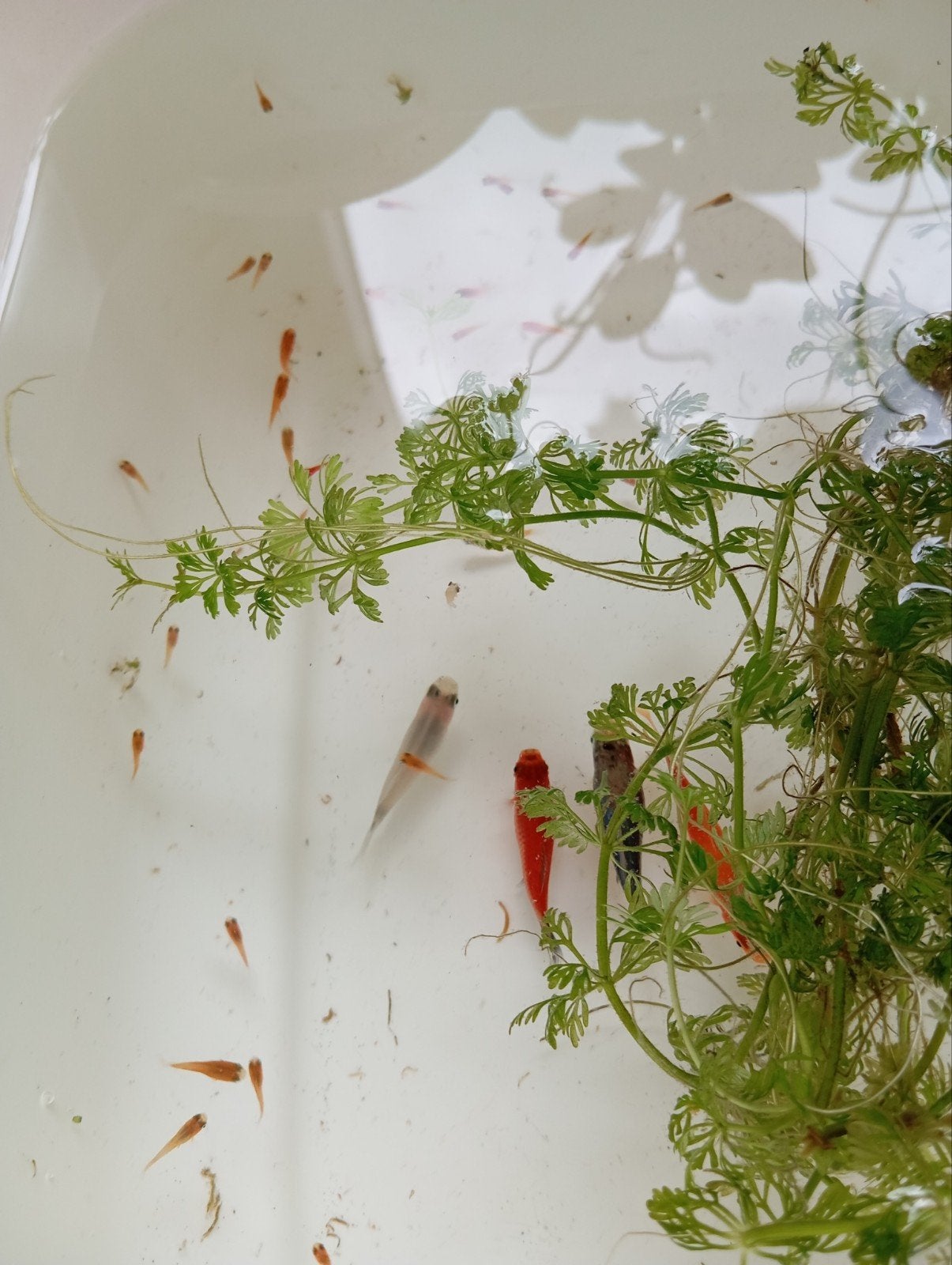 Gratis visjes - Platys, Vis