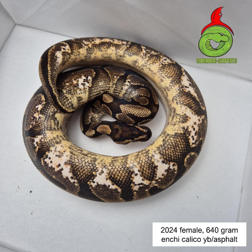 regius enchi calico YB/asphalt Ball Python - female for sale from Roundhog serpents