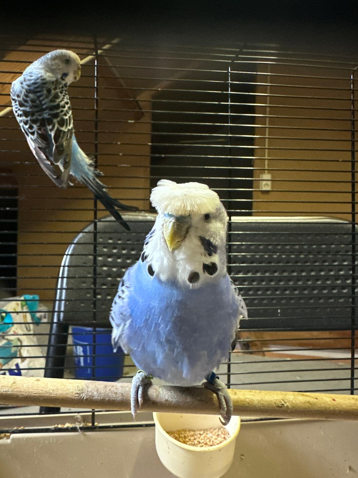 Mooi koppel Gekuifde Grasparkieten (Crested Budgies), Dieren en Toebehoren, Vogels | Parkieten en Papegaaien, Meerdere dieren