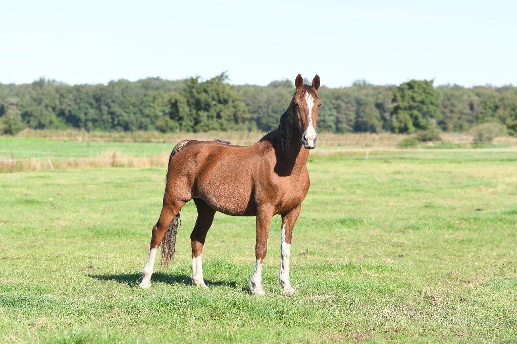 12 jarige tuigpaard merrie, Merrie