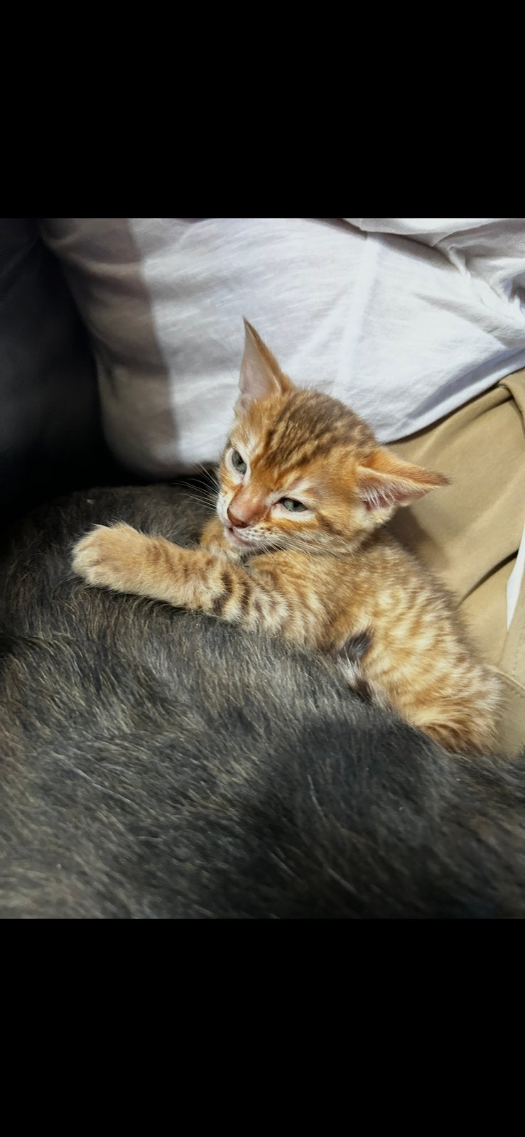 Kitten bengaal X savanna F6, Dieren en Toebehoren, Kater