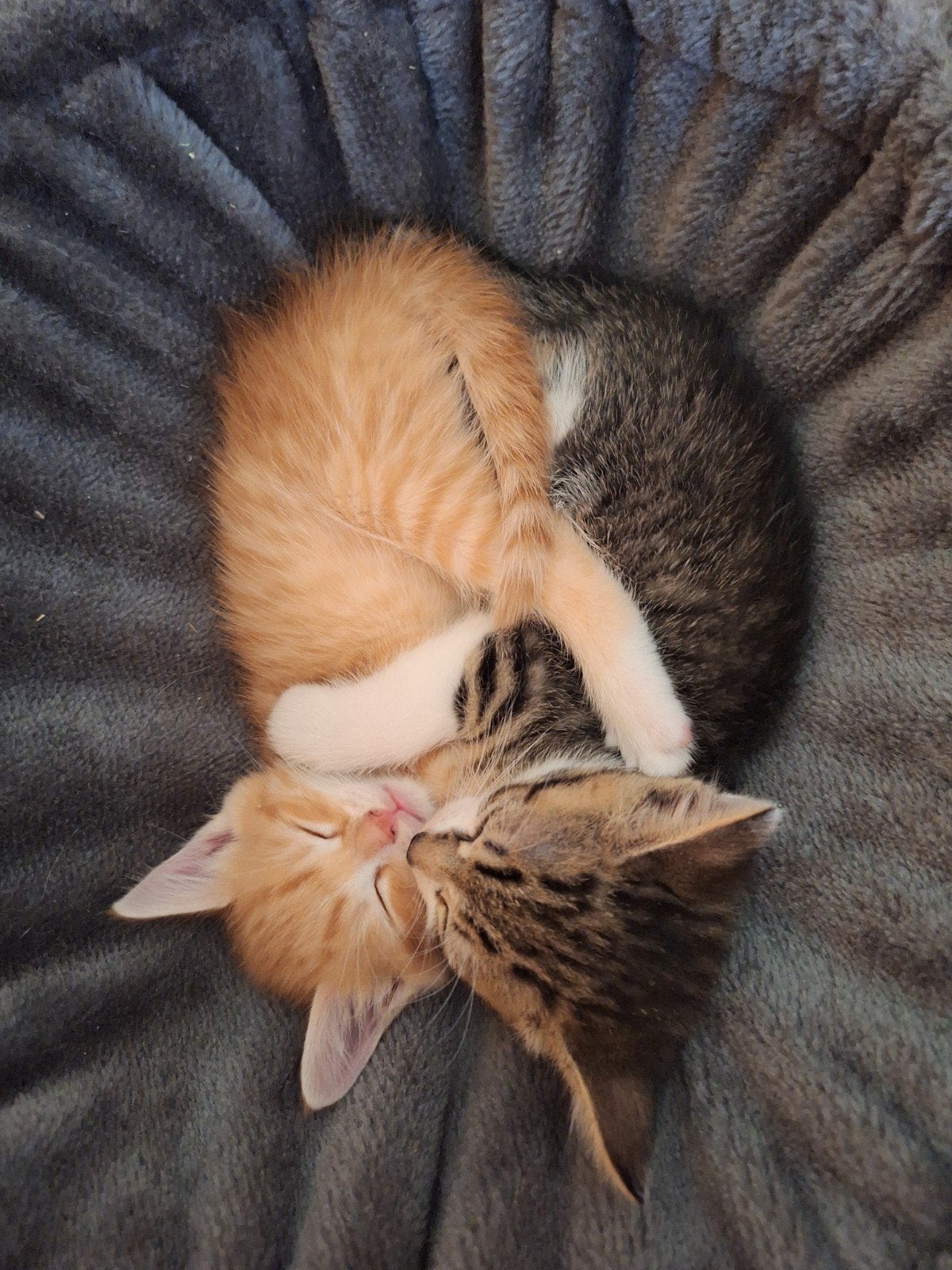 Gezellige rode kater / kitten, Kater