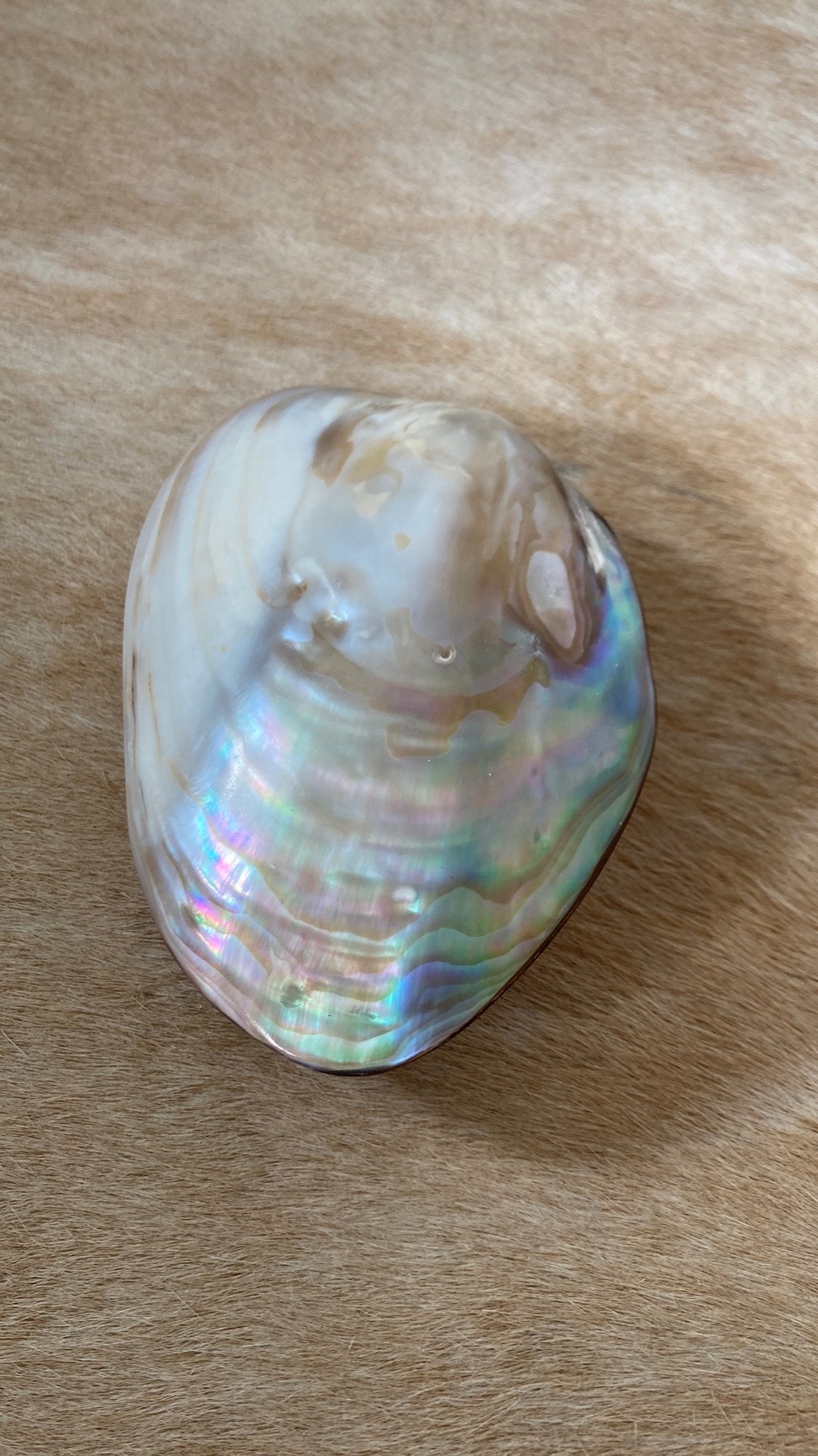 Schelp parelmoer, Verzamelen, Mineralen en Fossielen, Ophalen, Schelp(en)