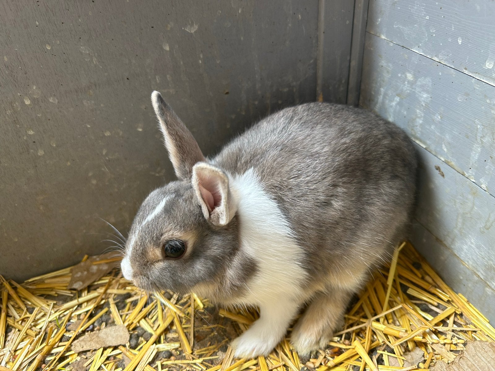 2 konijntjes zoeken een niewe thuis!, Meerdere dieren