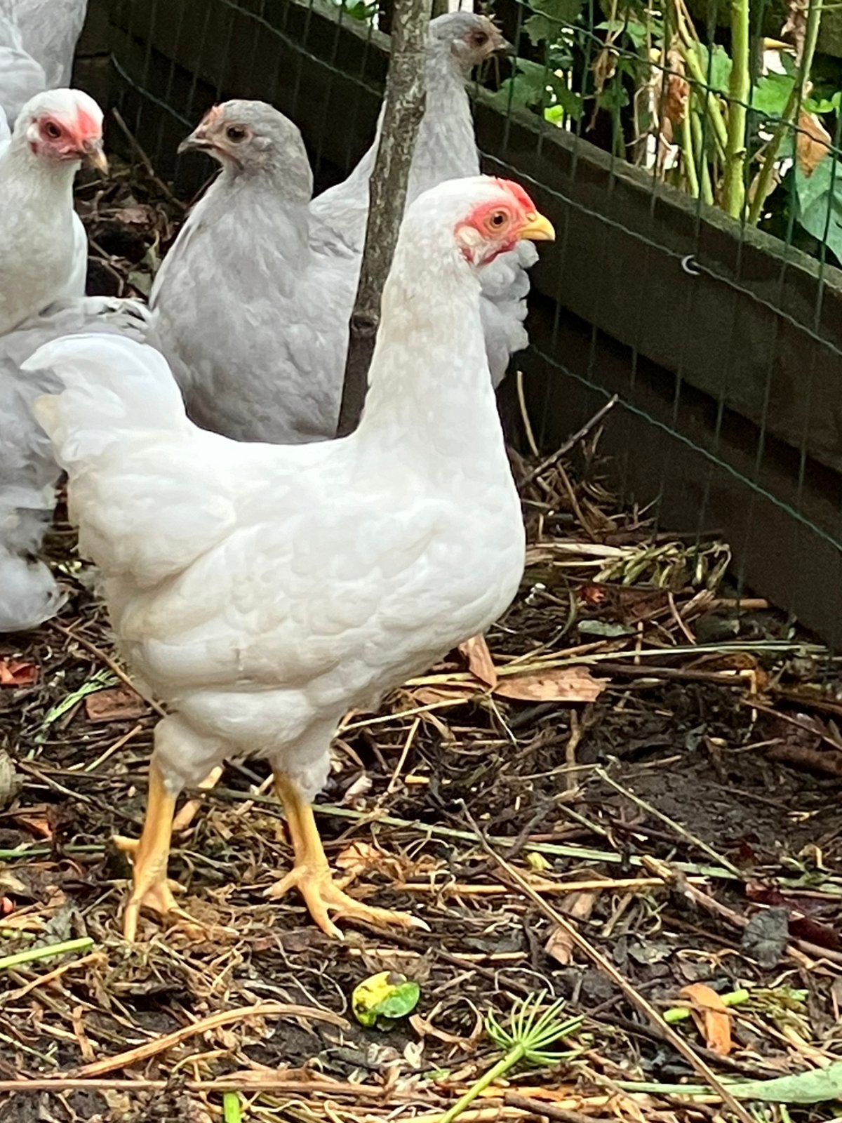 Wyandotte kriel haan, Dieren en Toebehoren, Mannelijk, Kip