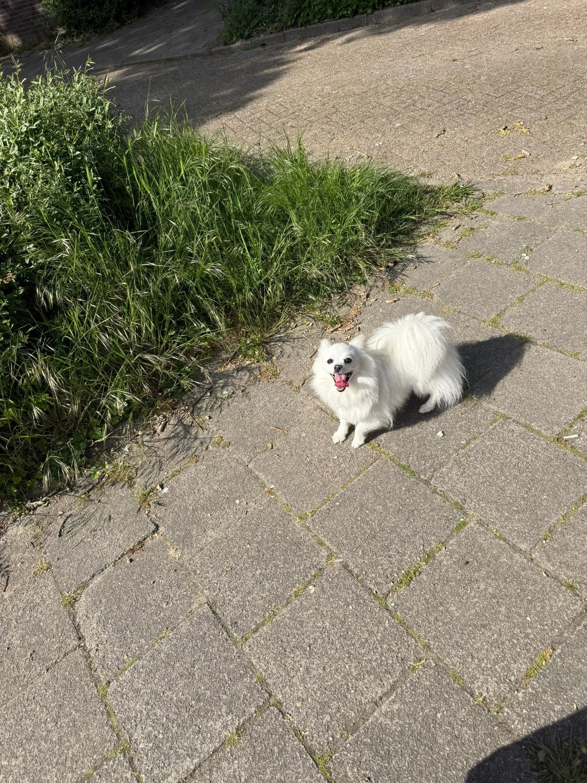 Keesje te koop, Dieren en Toebehoren, 6 jaar of ouder, Keeshond, Teef, Eén hond