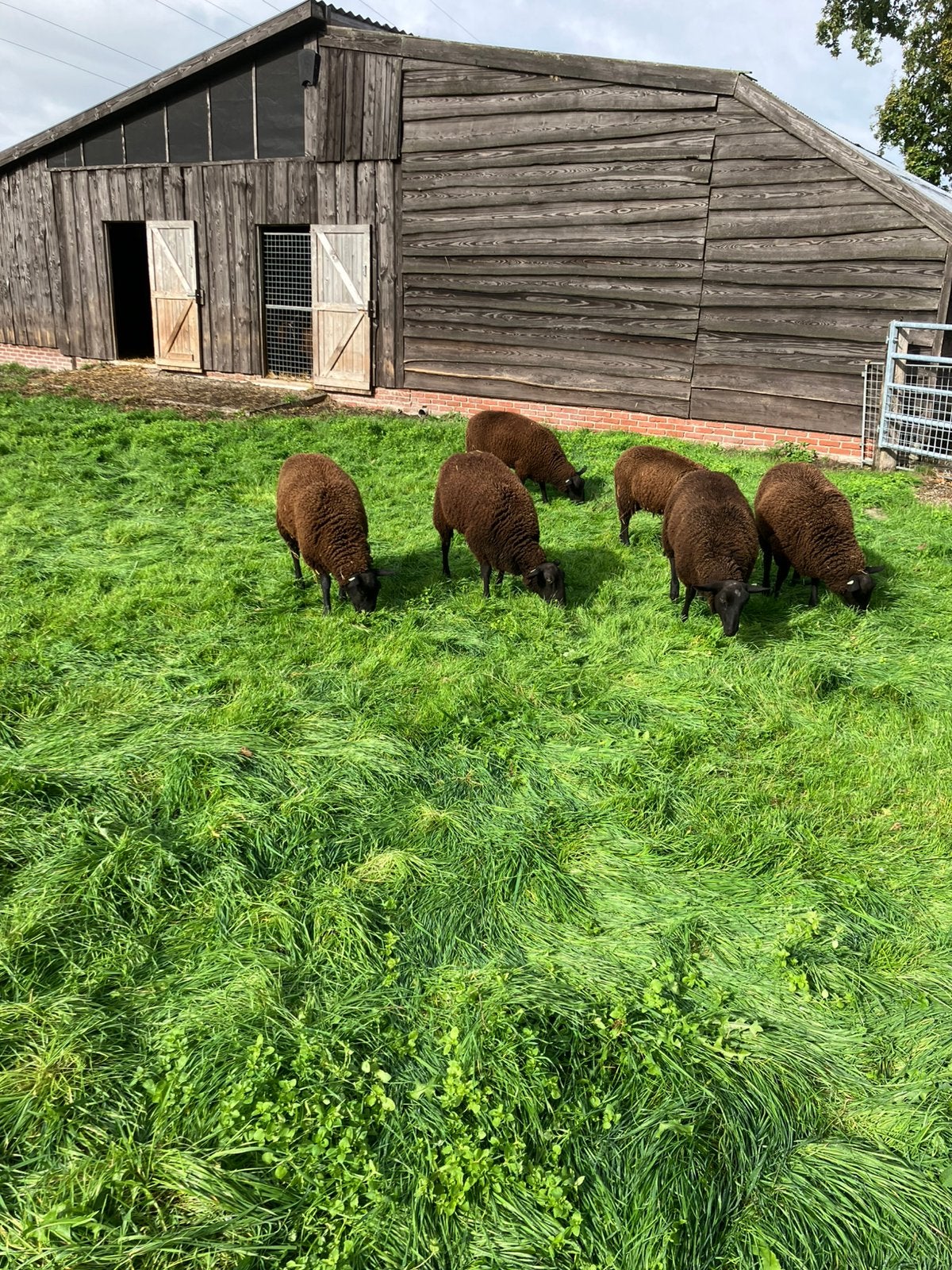 Te koop kruisling lammeren, Dieren en Toebehoren, Mannelijk, Schaap