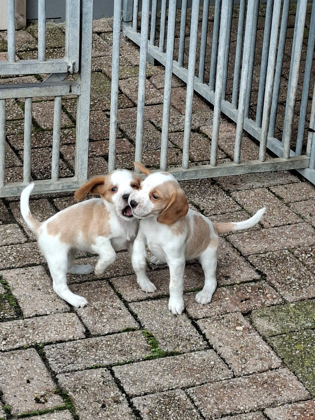 Prachtige Beagle x Cocker Spaniel pups puppy's (Bocker), Beagle, CDV (hondenziekte), 8 tot 15 weken, Meerdere