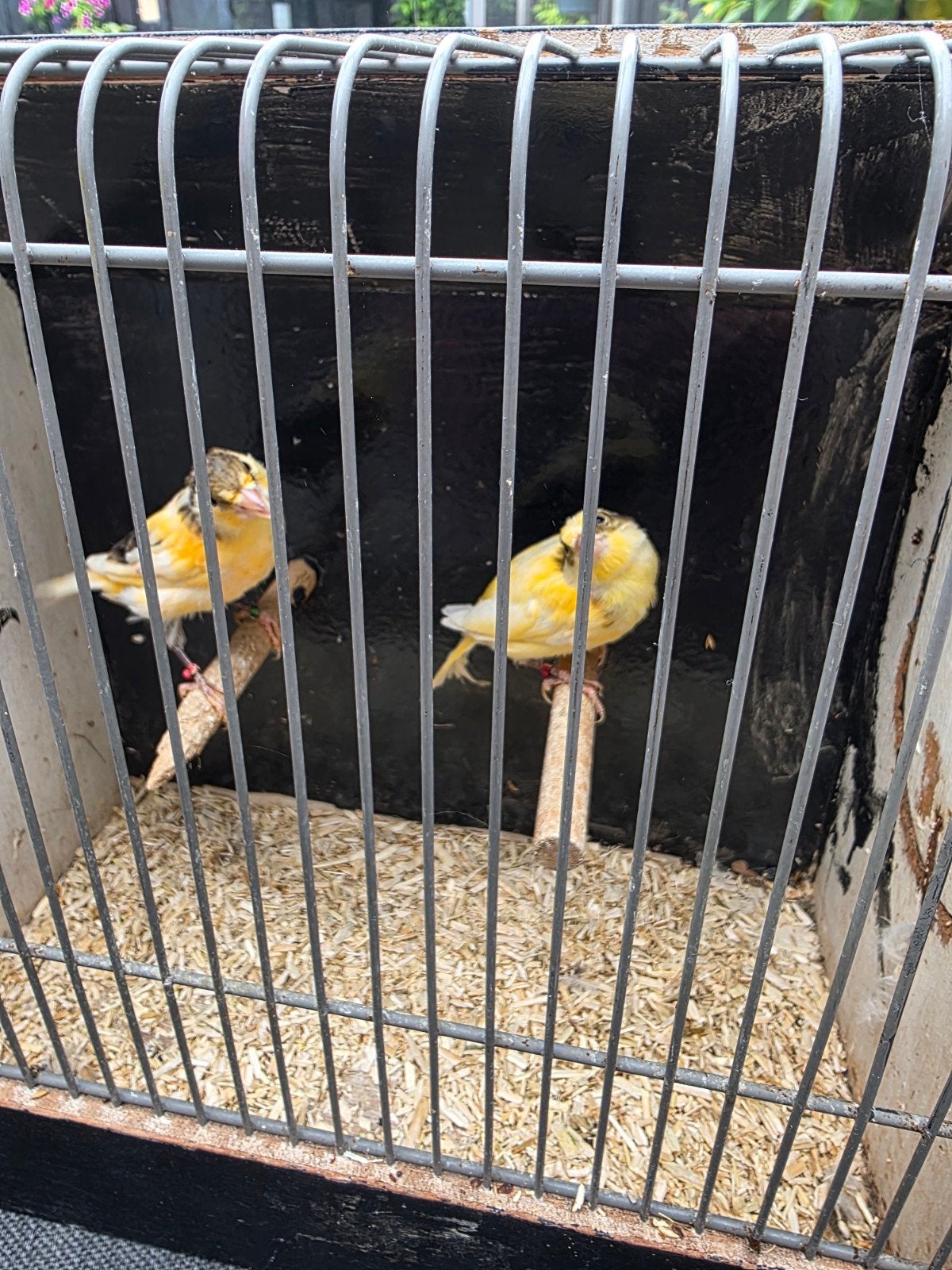 Harlekijn mannen, Dieren en Toebehoren, Vogels | Kanaries, Mannelijk, Kleurkanarie