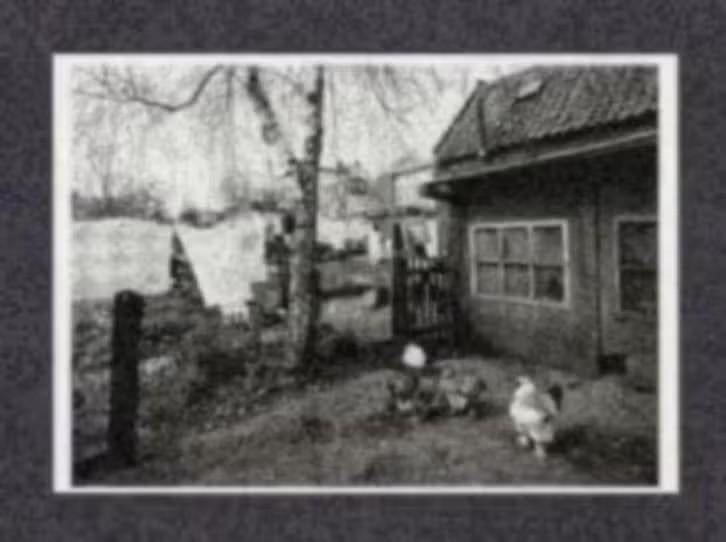 Lage Zwaluwe Kippen van de Boer Erf Waslijn., Ophalen of Verzenden, Ongelopen, Noord-Brabant