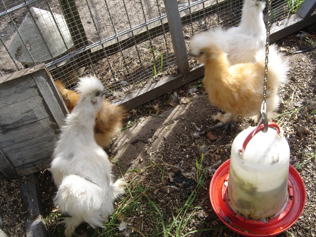 zijde hoenders, Dieren en Toebehoren, Pluimvee, Meerdere dieren, Kip