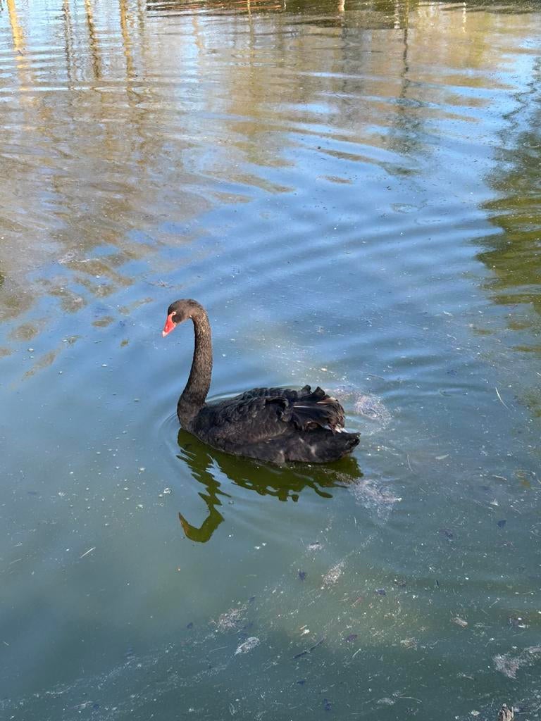 Teelbare zwarte zwaan vrouw, Dieren en Toebehoren, Vrouwelijk, Gans of Zwaan