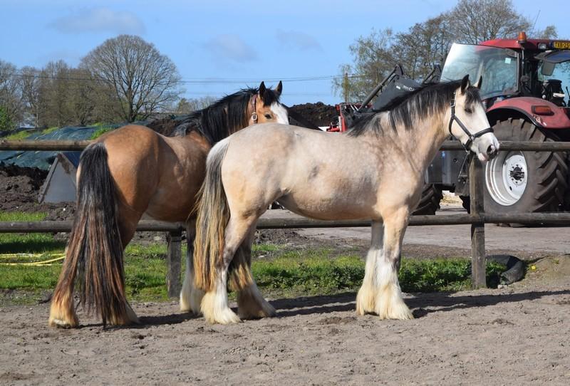 Tinkers en Drumhorses, jong en volwassen ook gereden, Dieren en Toebehoren, Paarden, Minder dan 160 cm, Niet van toepassing, 3 tot 6 jaar