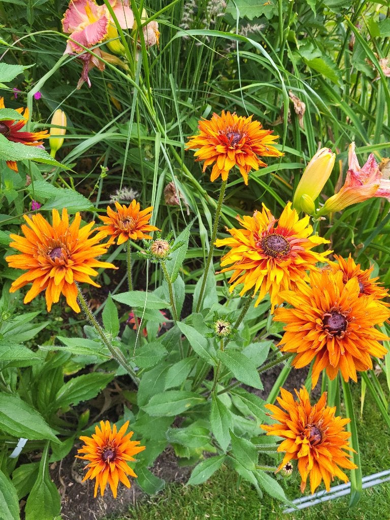 Zaden Rudbeckia hirta dubbel geel-oranje, Ophalen of Verzenden, Volle zon