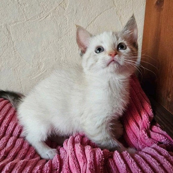 vrouwelijke kitten van Heilige Birmaanpoes, Poes, Kortharig, 0 tot 2 jaar