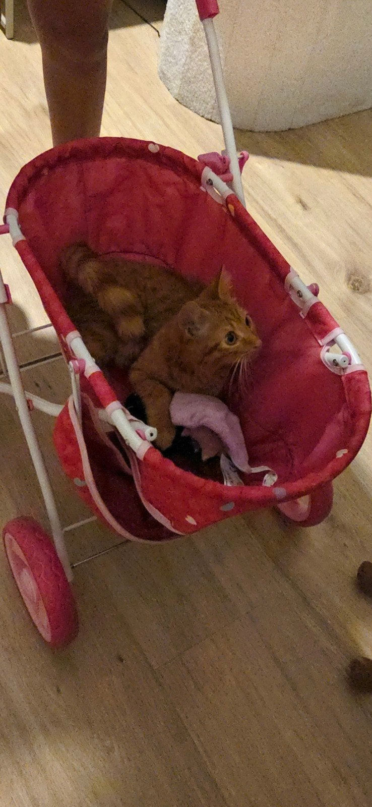 Kitten Tekoop ️, Kater, Ontwormd