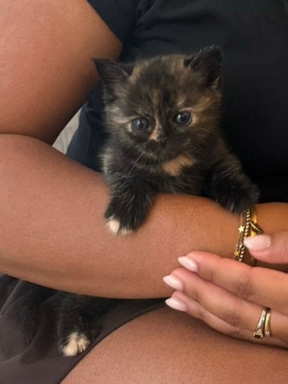 Bruine Britse Korthaar tortie/tabby golden shade kittens, Dieren en Toebehoren, Poes, Kortharig, 0 tot 2 jaar