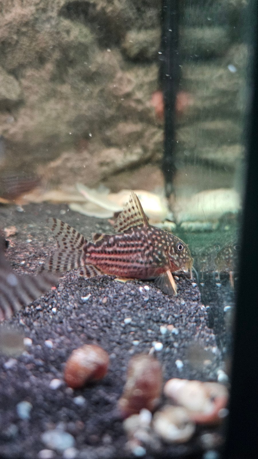 Corydoras sterbai 5 vissen 20€, Dieren en Toebehoren, Vis, Zoetwatervis, Schoolvis