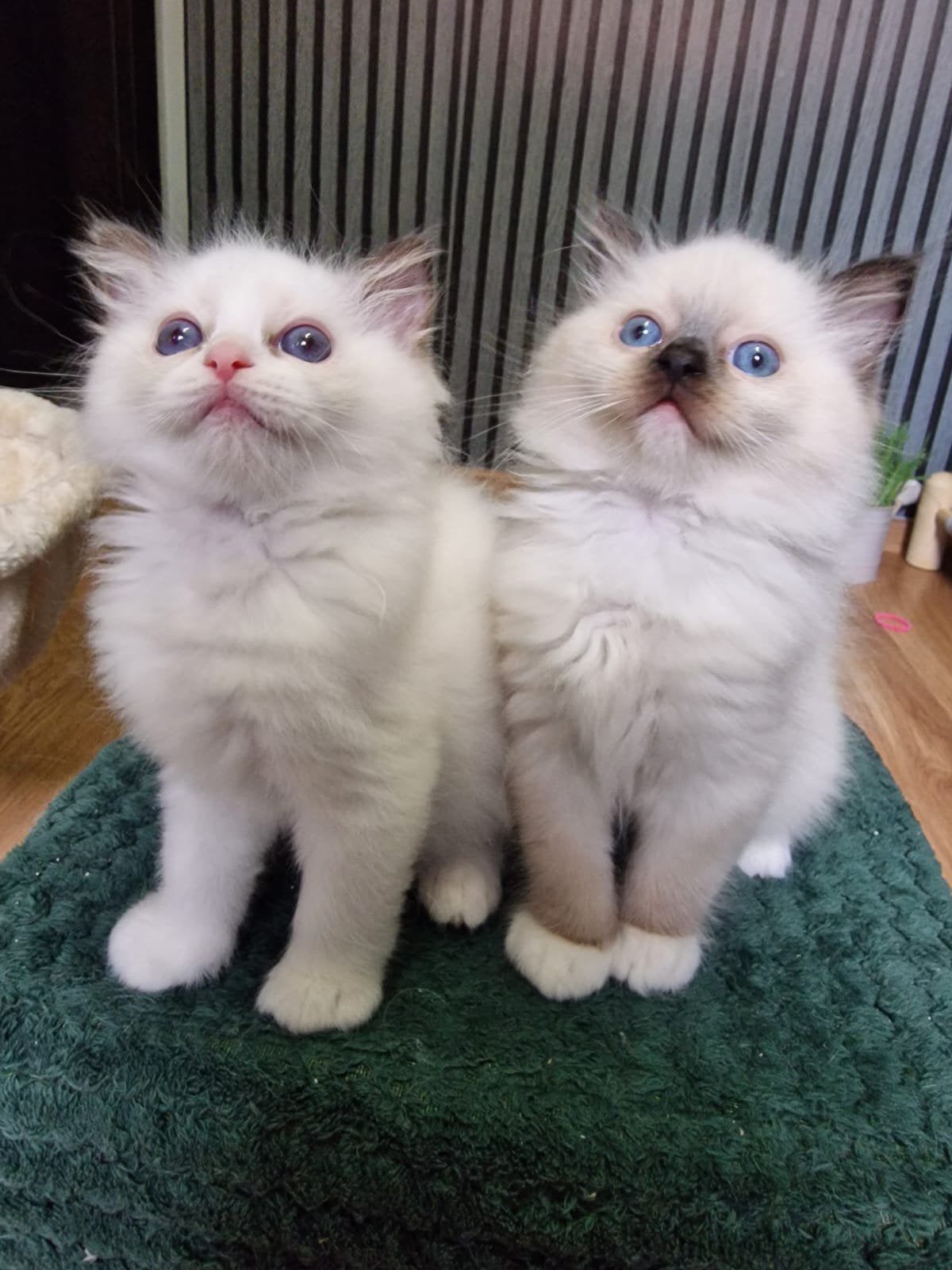 Prachtige Ragdoll kittens stamboom, Meerdere dieren, Ontwormd