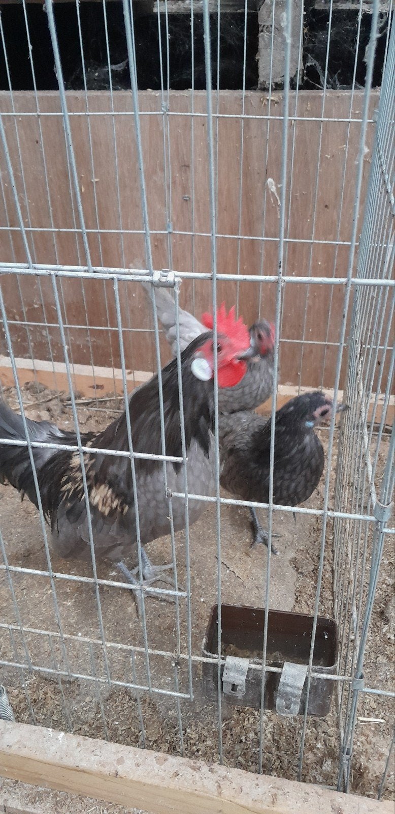 trio hollandse krielen., Dieren en Toebehoren, Meerdere dieren, Kip