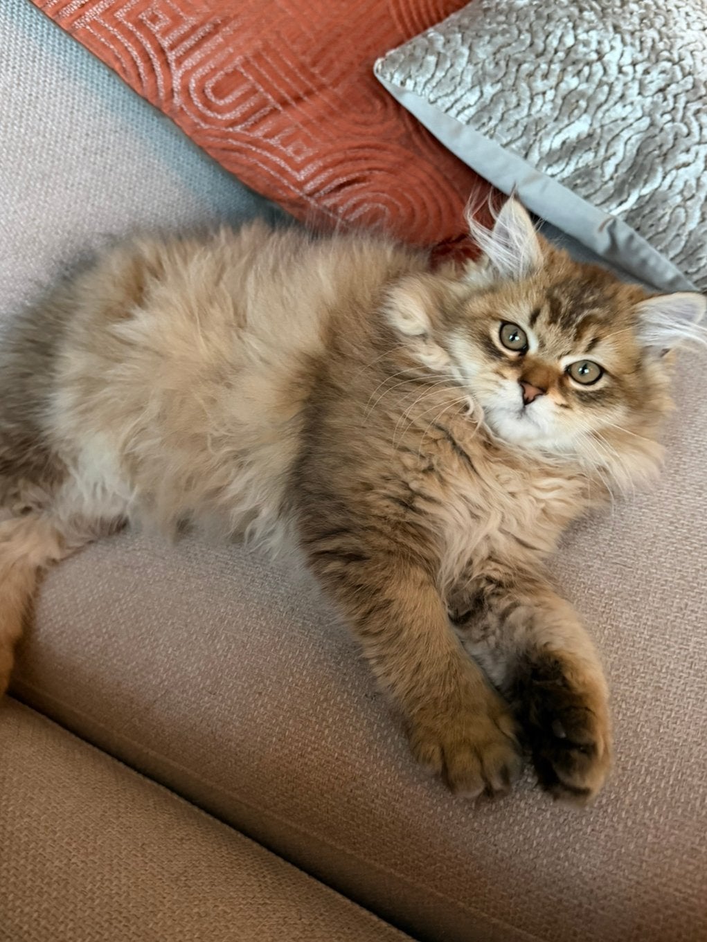 Hele lieve jonge kater britse langhaar te koop, Dieren en Toebehoren, Kater